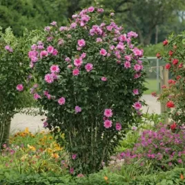 hibiscus-syriacus-first-editions-tahiti-pbr-ketmia-syryjska-kwiat-fioleto