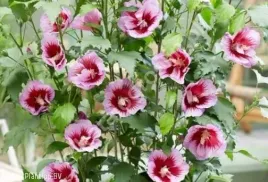 hibiscus-syriacus-flower-tower-purple-g-s-ketmia-syryjska-kwiat-rozowy