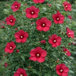 hibiscus-syriacus-flower-tower-ruby-ketmia-syryjska-kwiat-rozowy-c45