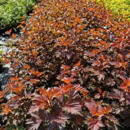 physocarpus-opulifolius-zdechovice-pecherznica-kalinolistna-kwiat-bialo-r