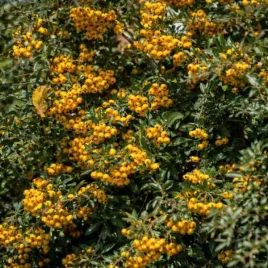 pyracantha-soleil-d-or-ognik-kwiat-bialy-owoc-zolty-c2
