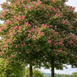 aesculus-carnea-briotii-kasztanowiec-czerwony-kwiat-duzy-ciemno-czerwony