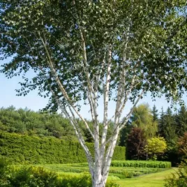 betula-utilis-doorenbos-brzoza-pozyteczna-kora-snieznobiala-c45