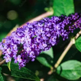 buddleja-davidii-empire-blue-budleja-dawida-kwiat-fioletowy-c2