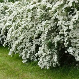 spiraea-arguta-tawulka-wczesna-kwiat-bialy-c15