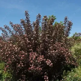 physocarpus-opulifolius-diable-d-or-mindia-pecherznica-kalinolistna-lisc