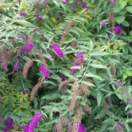buddleja-davidii-royal-red-budleja-dawida-kwiat-purpurowy-c2