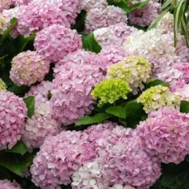 hydrangea-ar-candybelle-bubblegum-grhyar1407-hortensja-krzewiasta-sztywn