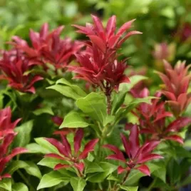 pieris-japonica-major-pieris-japonski-lisc-zielony-kwiat-bialy-c2