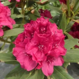 rhododendron-sarina-azalia-wielokwiatowa-kwiat-wonny-lososiowo-rozowy-c2