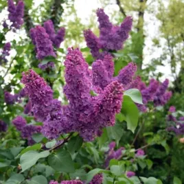 syringa-vulgaris-oleg-lilak-pospolity-lisc-zielony-kwiat-rozowy-c2