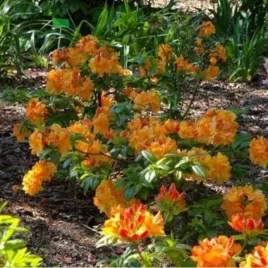 rhododendron-csardas-azalia-wielokwiatowa-lisc-ciemno-zielony-kwiat-zolto