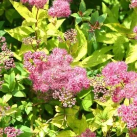 spiraea-japonica-froebelii-tawula-japonska-kwiat-purpurowy-c15