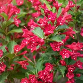 weigela-picobella-rosso-tvp3-krzewuszka-lisc-zielony-kwiat-rozowy-c2