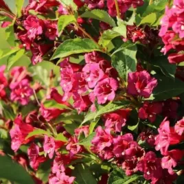 weigela-bristol-ruby-krzewuszka-kwiat-czerwony-c2