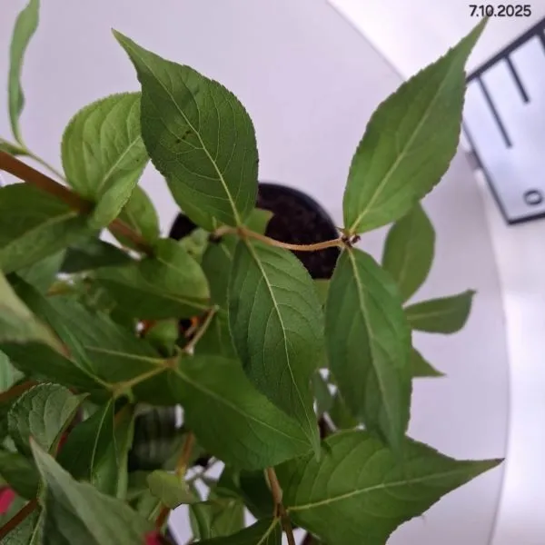 weigela-bristol-ruby-krzewuszka-kwiat-czerwony-c2-producent-inna