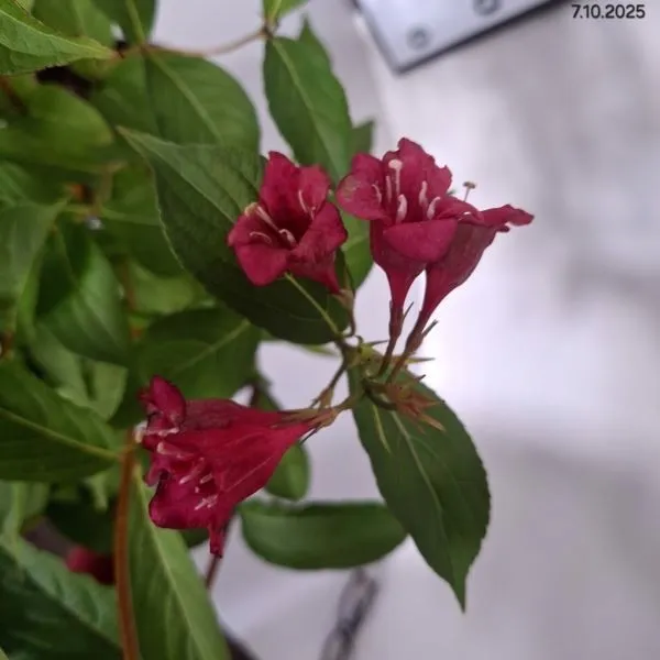 weigela-bristol-ruby-krzewuszka-kwiat-czerwony-c2-nazwa-lacinska-weigela-florida