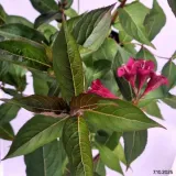 weigela-bristol-ruby-krzewuszka-kwiat-czerwony-c2-rodzaj-rosliny-krzewuszki-producent-inna