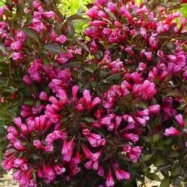 weigela-florida-ruby-queen-pbr-krzewuszka-cudowna-lisc-czerwono-brazowy-c
