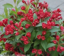 weigela-florida-all-summer-red-slinco1-pbr-krzewuszka-cudowna-lisc-ciemno