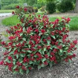 weigela-cherry-love-slingco-2-pbr-krzewuszka-lisc-zielony-kwiat-czerwony