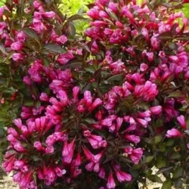 weigela-florida-wine-and-roses-alexandra-pbr-krzewuszka-cudowna-lisc-purpur