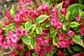 weigela-florida-french-lace-brigela-pbr-krzewuszka-cudowna-lisc-zielony-k