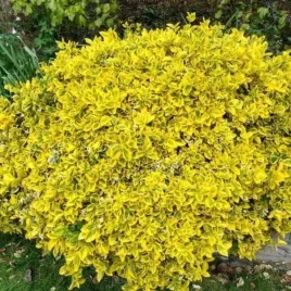 euonymus-fortunei-emerald-n-gold-trzmielina-plozaca-lisc-zimozielony-z