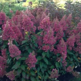 hydrangea-p-candlelight-hpopr013-hortensja-bukietowa-zwarta-kwiat-kremow