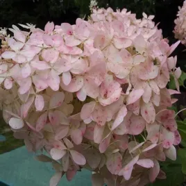 hydrangea-p-mega-pearl-hortensja-bukietowa-najwiekszy-kwiatostan-rozowy