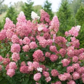 hydrangea-p-pink-lady-hortensja-bukietowa-kwiat-luzny-bialo-rozowy-c5