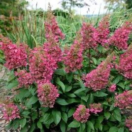 hydrangea-p-pinky-winky-dvppinky-pbr-hortensja-bukietowa-kwiat-luzny-bia