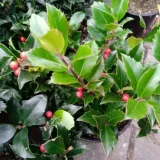 ilex-meserveae-blue-maid-mesid-ostrokrzew-zenski-lisc-zimozielony-c2