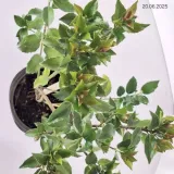 ilex-meserveae-blue-maid-mesid-ostrokrzew-zenski-lisc-zimozielony-c2-rodzaj-rosliny-ostrokrzew