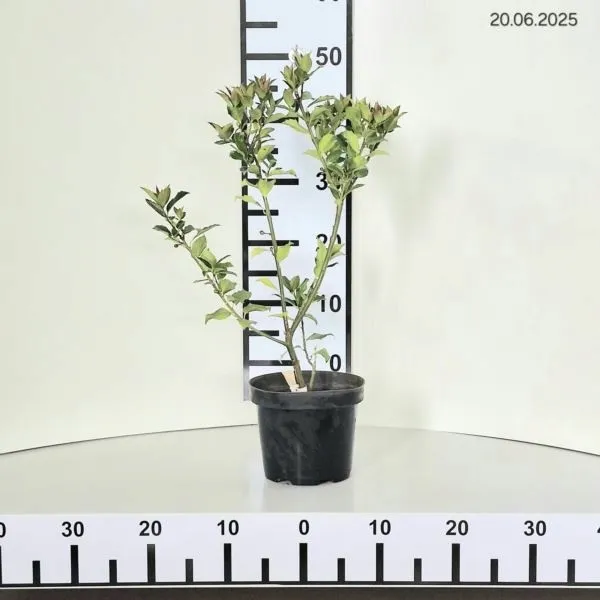 ilex-meserveae-blue-maid-mesid-ostrokrzew-zenski-lisc-zimozielony-c2-producent-inna