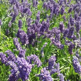 lavandula-angustifolia-munstead-lawenda-waskolistna-lisc-srebrny-kwiat-ni
