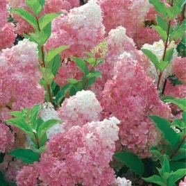 hydrangea-p-sundae-fraise-rensun-pbr-hortensja-bukietowa-kwiat-zwarty-bi