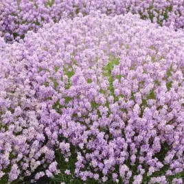 lavandula-angustifolia-rosea-lawenda-waskolistna-lisc-srebrny-kwiat-jasno
