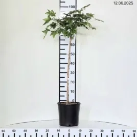 liquidambar-styraciflua-gum-ball-ambrowiec-amerykanski-kulisty-lisc-ciemn