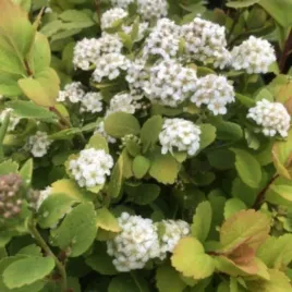 spiraea-betulifolia-tor-gold-pbr-tawula-brzozolistna-lisc-zloty-kwiat-bi