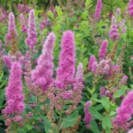spiraea-billardii-triumphans-tawula-kwiat-rozowy-c2