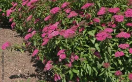 spiraea-japonica-anthony-waterer-tawula-japonska-kwiat-purpurowy-c15