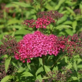 spiraea-japonica-dart-s-red-tawula-japonska-kwiat-jaskrawo-rozowy-c15