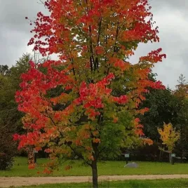 acer-rubrum-klon-czerwony-owal-stozek-lisc-czerwony-c45