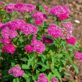 spiraea-japonica-neon-flash-tawula-japonska-kwiat-jaskrawo-czerwono-rozow