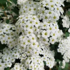 spiraea-nipponica-halward-s-silver-tawula-nippponska-lisc-ciemno-zielony