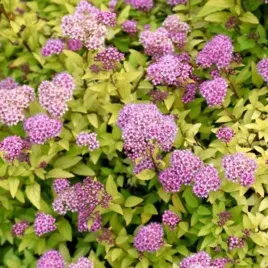 spiraea-sundrop-bailcarol-tawula-japonska-kulista-lisc-zolty-kwiat-rozow