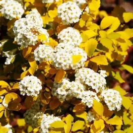 spiraea-vanhouttei-gold-fountain-tawula-krzaczasty-rozlozysty-liscie-zol