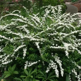 spiraea-nipponica-snowmound-tawula-nipponska-kwiat-bialy-c2