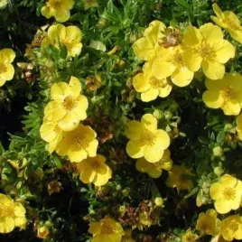 potentilla-fruticosa-goldstar-pieciornik-krzewiasty-kwiat-duzy-zolty-c15